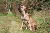 FILA BRASILEIRO 001
